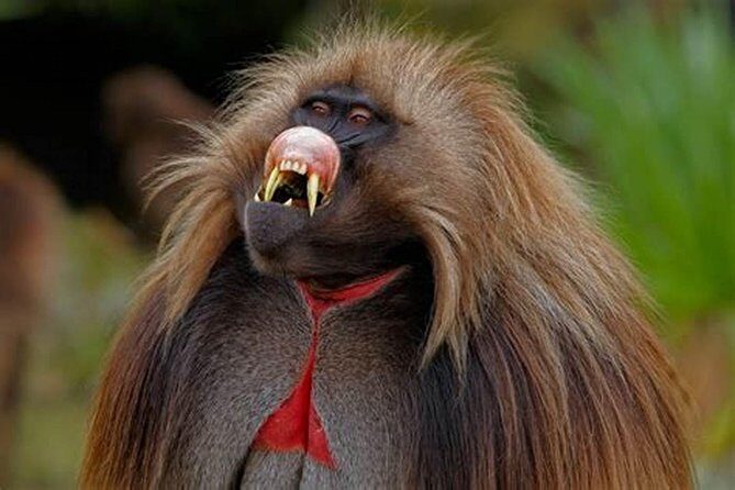 02 Days Addis Ababa & Debre Libanos Monastery, Baboons & Portuguese bridge - Practical Details & What You Can Expect