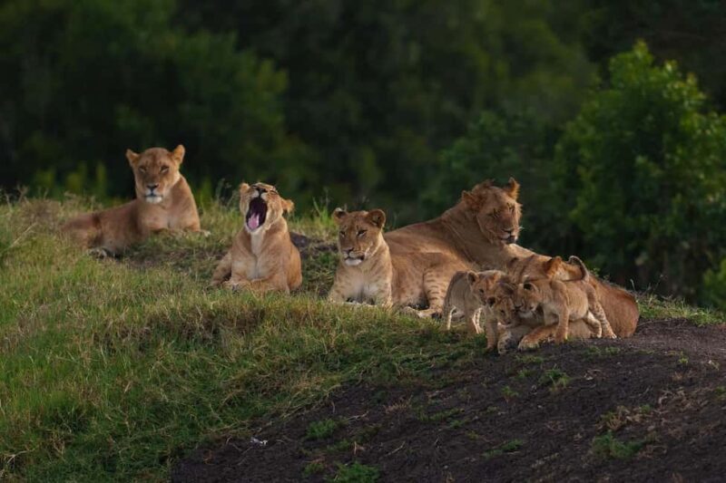 03 DAYS EXCITING MASAI MARA SAFARI - Introduction