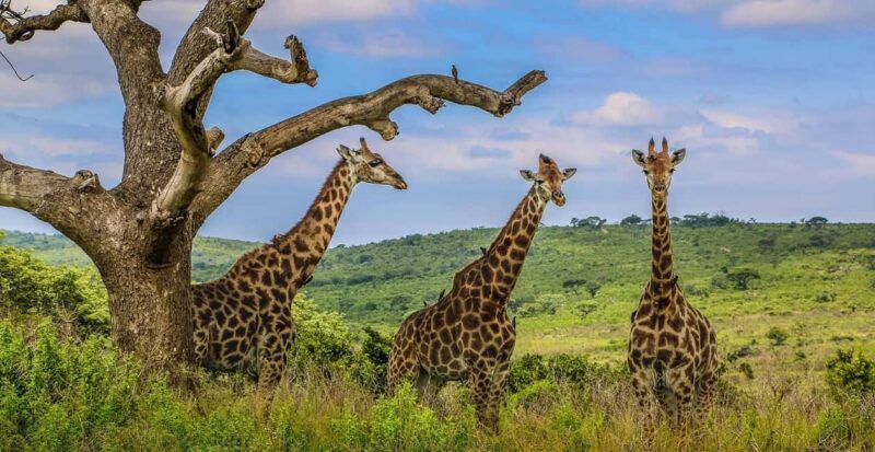 03 DAYS EXCITING MASAI MARA SAFARI - Key Points