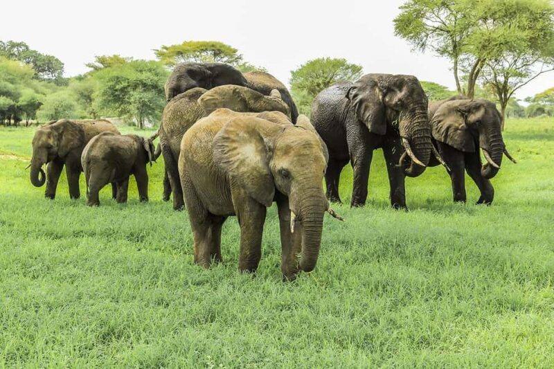 03 DAYS EXCITING MASAI MARA SAFARI - What the Tour Includes and Excludes