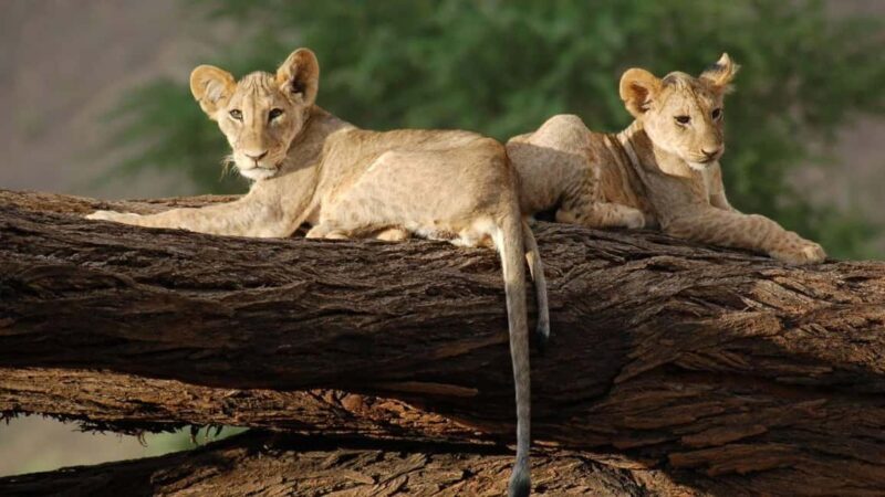 03 DAYS EXCITING MASAI MARA SAFARI - Who This Tour Is Best For