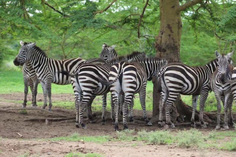 03 DAYS EXCITING MASAI MARA SAFARI - FAQ