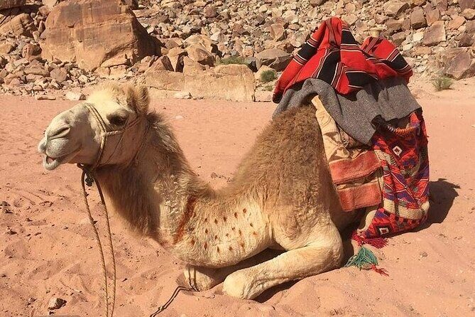03 Days Petra, Wadi Rum & Dead Sea from Amman - An In-Depth Look at the 3-Day Jordan Tour