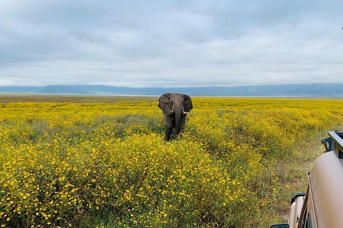 04 Days Tarangire, Serengeti and Ngorongoro crater group (Camping - The Sum Up