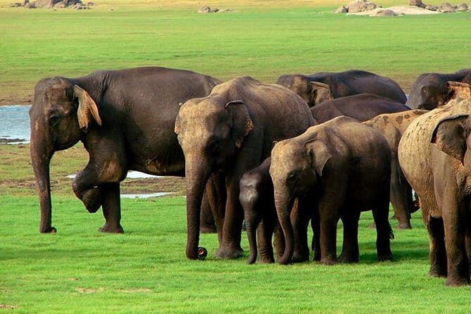 04 Hours Safari Jeep Tours - Transport & Timing