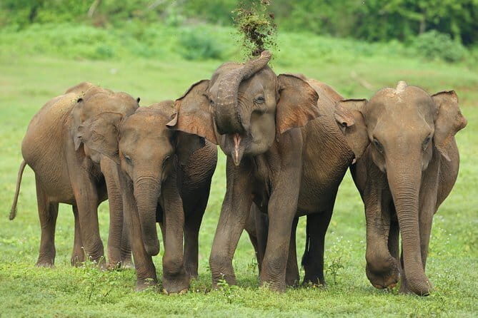 04 Hours Safari Jeep Tours - Pricing & Value