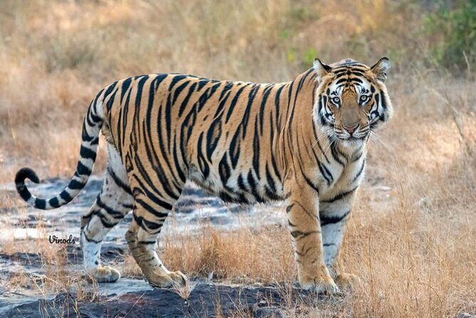 05 Days - Private Luxury Golden Triangle Tour with Ranthambore - Key Points