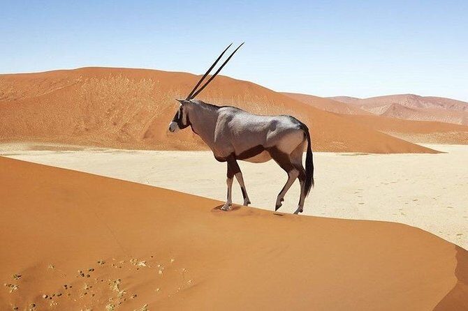 06 Days Etosha, Swakopmund and Sossusvlei | Guided Lodge - Final Thoughts: Who Will Love This Tour?