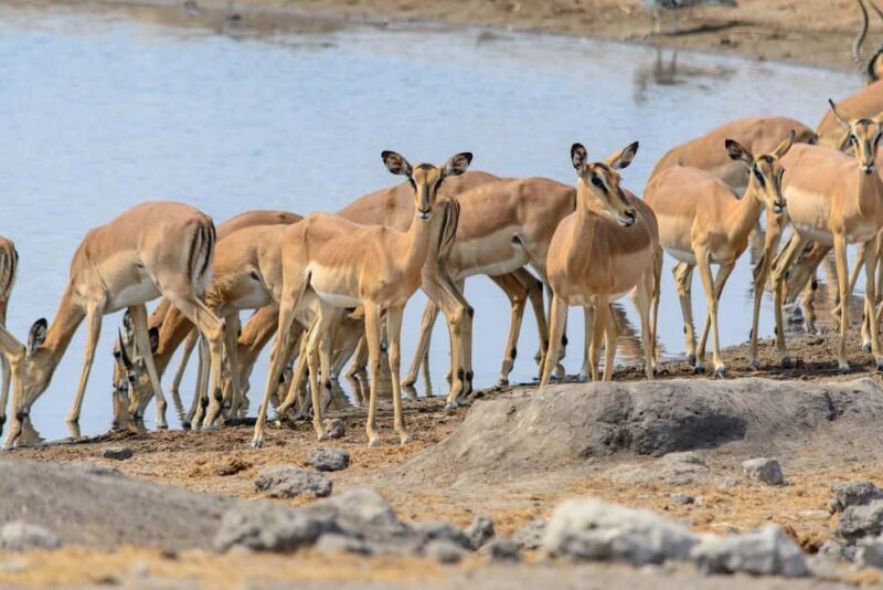 07 Days Highlight Of Namibia | Auto Tour Camping - Day 1-2: Sossusvlei and the Namib Desert’s Iconic Dunes