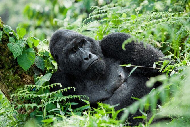 07-Days Murchison Falls, Queen Elizabeth & Gorillas Safari - Key Points