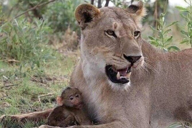 07-Days Murchison Falls, Queen Elizabeth & Gorillas Safari - Final Thoughts