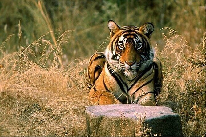 08 Days Golden Triangle Tour with Ranthambore and Jhalana Safari - Key Points