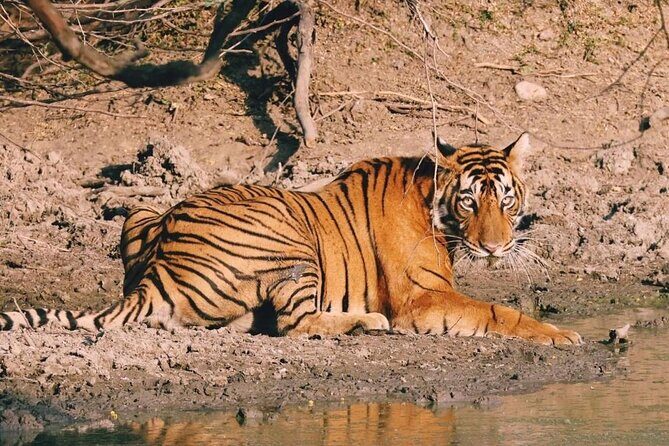 08 Days Golden Triangle Tour with Ranthambore and Jhalana Safari - Who Should Consider This Tour?