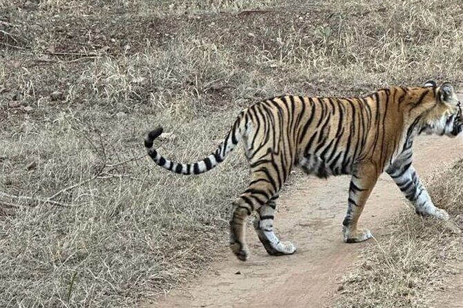 08 Days Golden Triangle Tour with Ranthambore and Jhalana Safari - FAQ