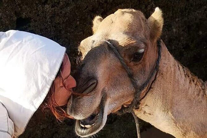 1/2 Day Camel Trekking in Essaouira with Meals - Key Points