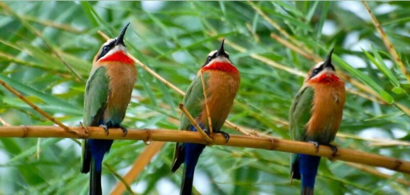 1/2 Day Durban City Tour & Phezulu Tour - Who Will Enjoy This Tour?