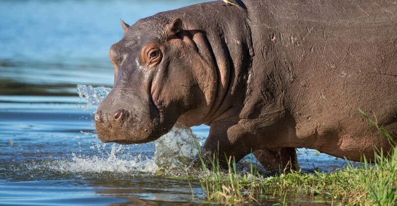 1/2 Day iSimangaliso Boat Safari Tour From Richards Bay - Key Points