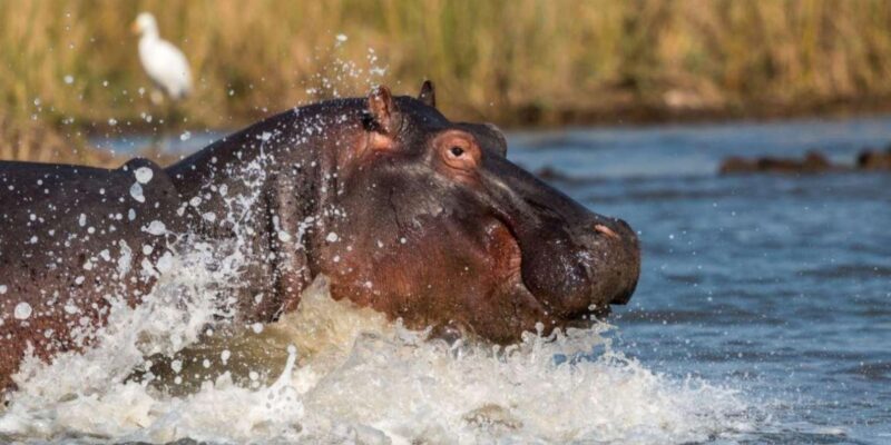 1/2 Day iSimangaliso Boat Safari Tour From Richards Bay - The Experience from a Traveler’s Perspective