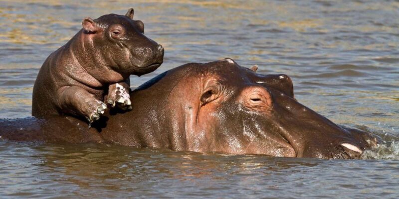 1/2 Day iSimangaliso Boat Safari Tour From Richards Bay - FAQ