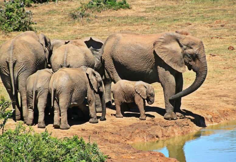 1/2 Day Phezulu Safari Park & Natal Lion Park from Durban - Key Points