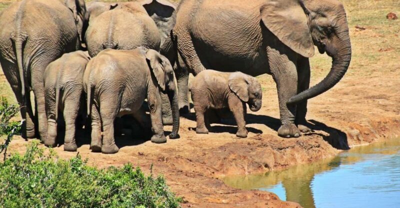 1/2 Day Phezulu Safari Park & Natal Lion Park from Durban - An in-depth look at the experience