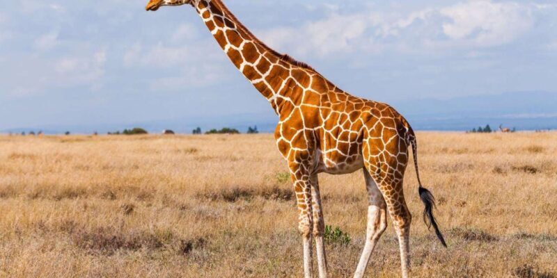 1/2 Day Phezulu Safari Park & Natal Lion Park from Durban - Who should consider this tour?