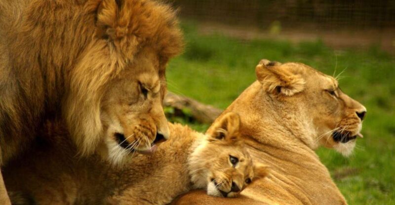 1/2 Day Phezulu Safari Park & Natal Lion park from Durban - Key Points