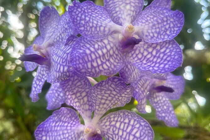 1/2 Day Puerto Vallarta Botanical Garden tour by Biologist Guide - The Itinerary: What to Expect and Why It Matters