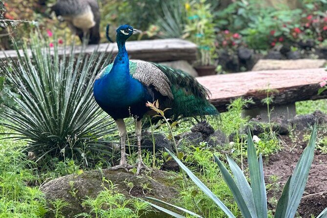1/2 Day Puerto Vallarta Botanical Garden tour by Biologist Guide - Who Should Consider This Tour?