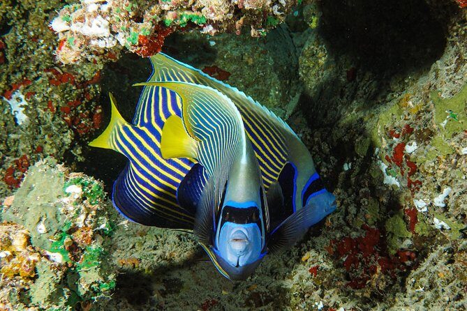 1/2 day Tahaa coral garden - departure Raiatea / ideal for cruise passengers - Practical Tips for a Great Experience