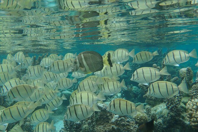 1/2 day Tahaa coral garden - departure Raiatea / ideal for cruise passengers - Who Is This Tour Best For?