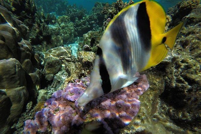 1/2 day Tahaa coral garden - departure Raiatea / ideal for cruise passengers - Frequently Asked Questions