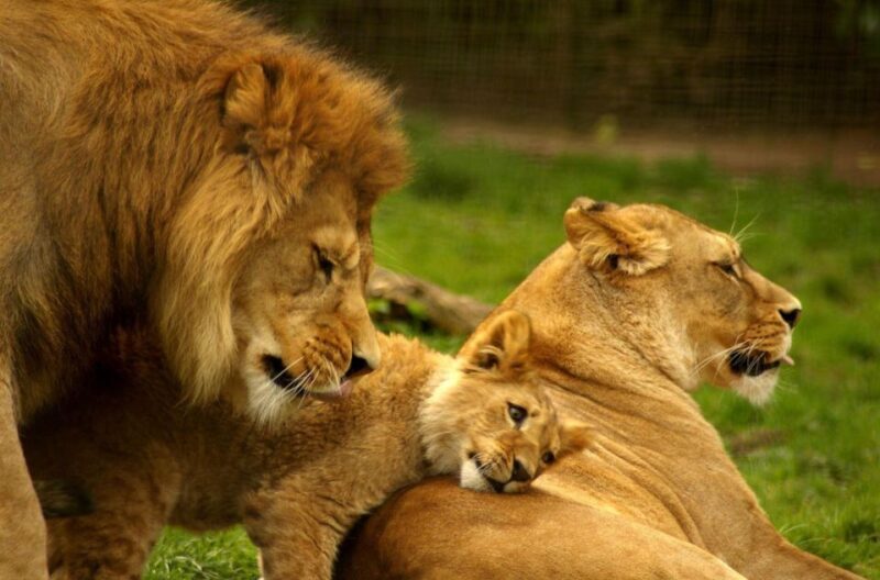 1/2 Day Tala Game Reserve & Lion Park Tour From Durban - Overview of the Experience
