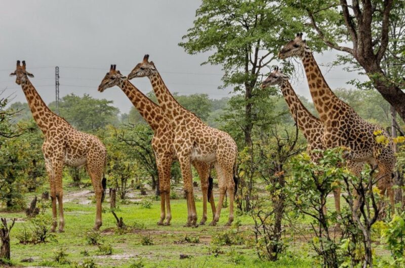1/2 Day Tala Game Reserve & Lion Park Tour From Durban - The Excursion to Natal Lion Park