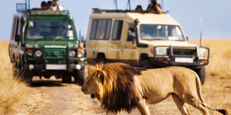 1/2 Day Tala Game Reserve & Natal Lion Park from Durban - Authenticity and Experience