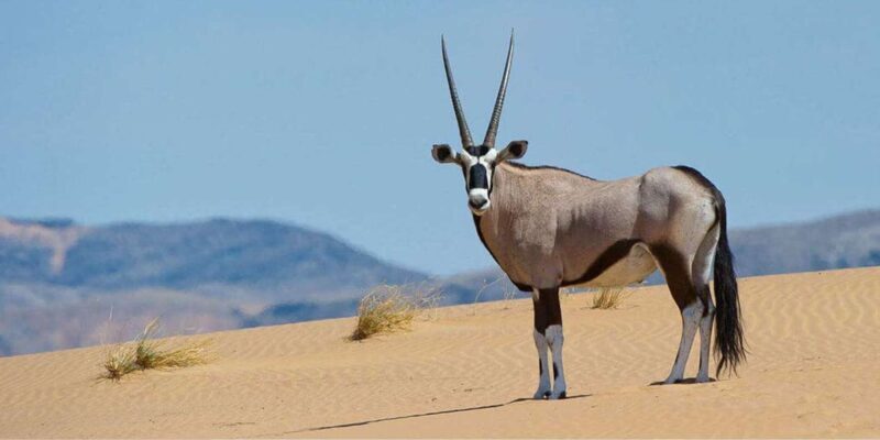 1/2 Day Tala Game Reserve & Natal Lion Park from Durban - Who Would Enjoy This Tour?