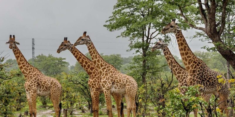 1/2 Day Tala Game Reserve & Natal Lion Park from Durban - The Sum Up