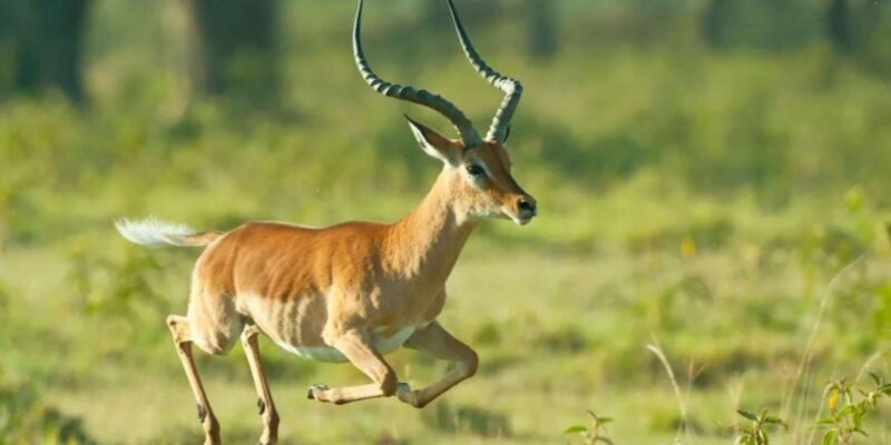 1/2 Day Tala Game Reserve & Phezulu Safari Park from Durban - A Journey Through Wildlife and Culture