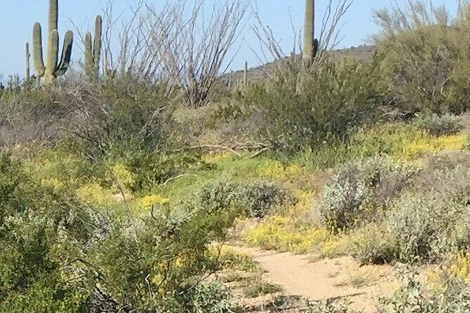 1-2 Hour Sonoran Desert Private Guided Hiking Tour - Key Points