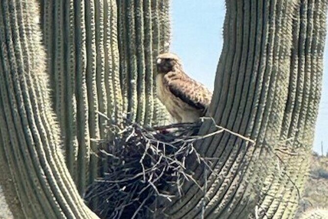 1-2 Hour Sonoran Desert Private Guided Hiking Tour - Price and Value Considerations