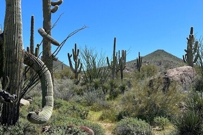 1-2 Hour Sonoran Desert Private Guided Hiking Tour - The Sum Up