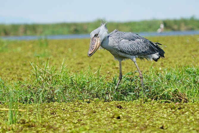 1/2 Mabamba Swamp Shoebill Tour - Key Points