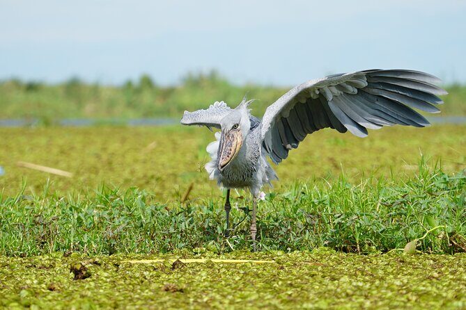 1/2 Mabamba Swamp Shoebill Tour - Final Thoughts