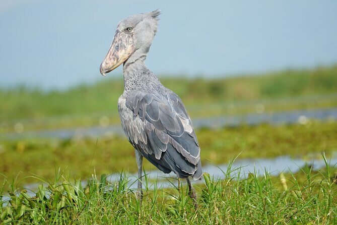 1/2 Mabamba Swamp Shoebill Tour - Final Words