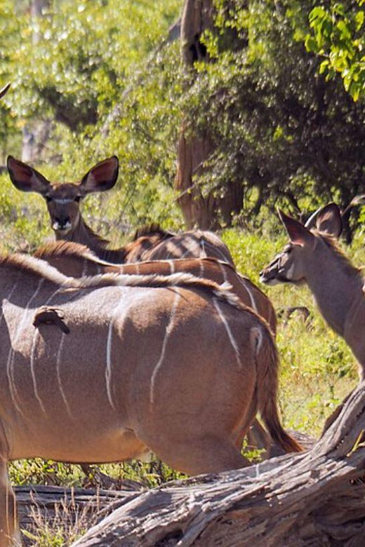 1/2 Tala Game Reserve & Phezulu Safari Park Tour - Why This Tour Offers Good Value