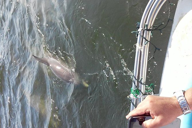 1.5-hour Dolphin Sightseeing Cruise from Tampa - An Honest Look at the Tampa Dolphin Cruise