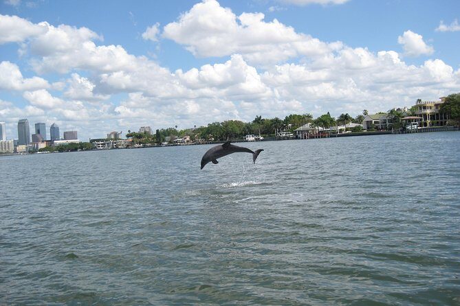 1.5-hour Dolphin Sightseeing Cruise from Tampa - Final Words