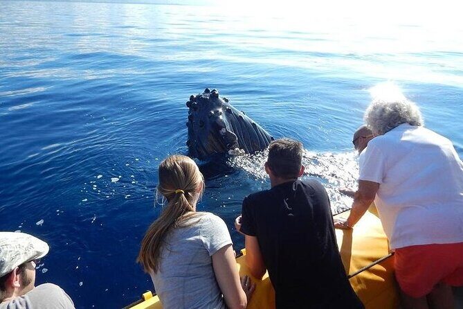 1.5 Hour Elite Whale Watch Kaanapali Beach - Key Points
