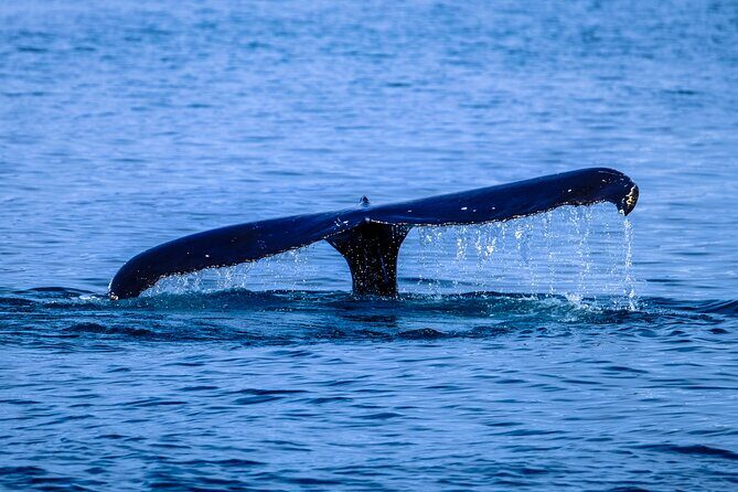 1.5 -Hour Guided Whale and Marine Life Tour - Dive Into the Details: What to Expect on the Tour