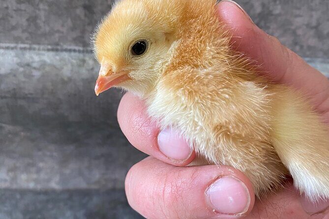 1.5 Hour Immersive Farm Experience in Adirondacks - An In-Depth Look at the 1.5 Hour Farm Tour